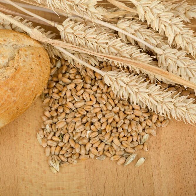 Rye vs Wheat Rye vs Wheat